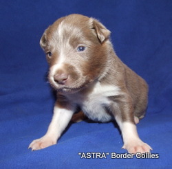 Lilac and white Male border collie puppy
